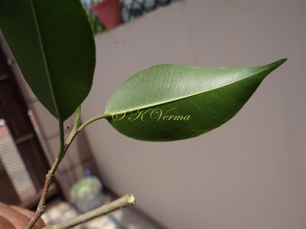  Leaf (Abaxial View)